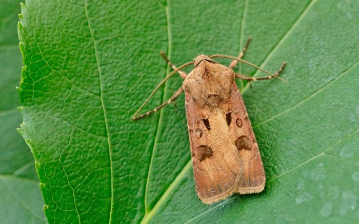 73.317 BF2089 - Heart and Dart - Noctuidae - Agrotis exclamationis
