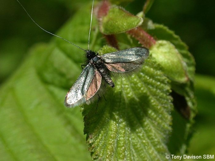 7.006 BF150 - Adelidae - Adelinae - Adela reaumurella