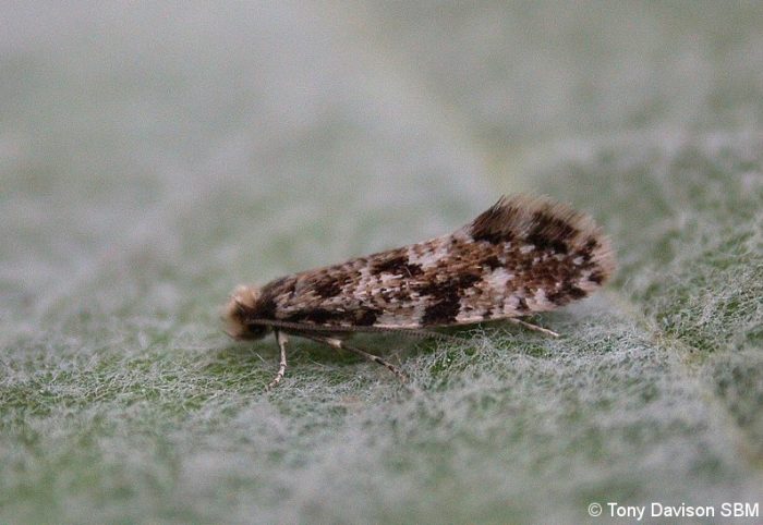 Nemapogon cloacella