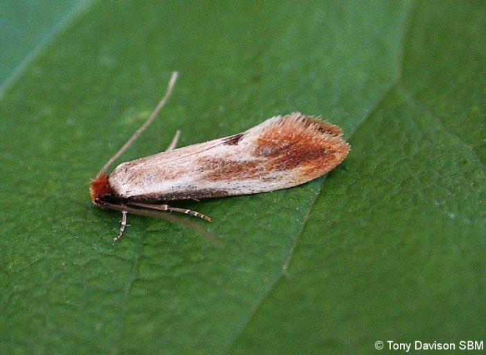 12.032 BF246 - Tineidae - Tineinae - Tinea semifulvella