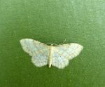 70.006 BF1705 - Dwarf Cream Wave - Geometridae - Idaea fuscovenosa