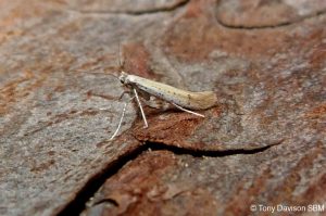 15.015 BF294 - Gracillariidae - Gracillariinae - Aspilapteryx tringipennella