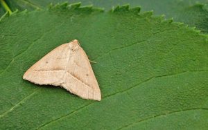 70.222 BF1902Brown Silver-linePetrophora chlorosata