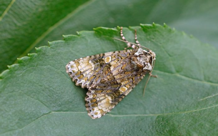 Coronet - Noctuidae - Craniophora ligustri