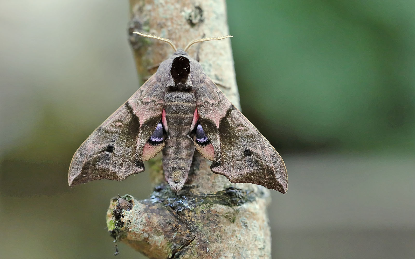 69.002 BF1980 - Eyed Hawk-moth - Sphingidae - Smerinthus ocellata