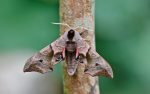 69.002 BF1980 – Eyed Hawk-moth (Smerinthus ocellata)