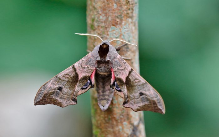 69.002 BF1980 - Eyed Hawk-moth - Sphingidae - Smerinthus ocellata