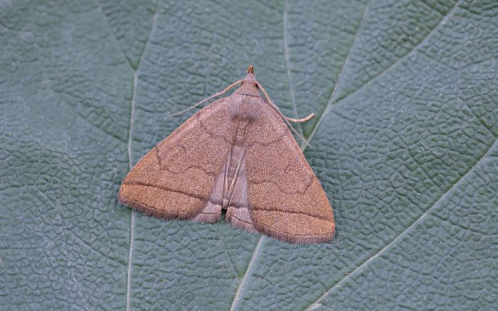 Fan-foot - Erebidae - Herminia tarsipennalis