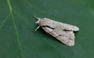 Grey/Dark Dagger - Acronicta tridens/ psi - Melbourne- Tony Davison