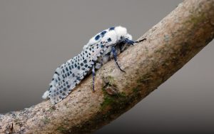 50.002 BF0161Leopard MothZeuzera pyrina