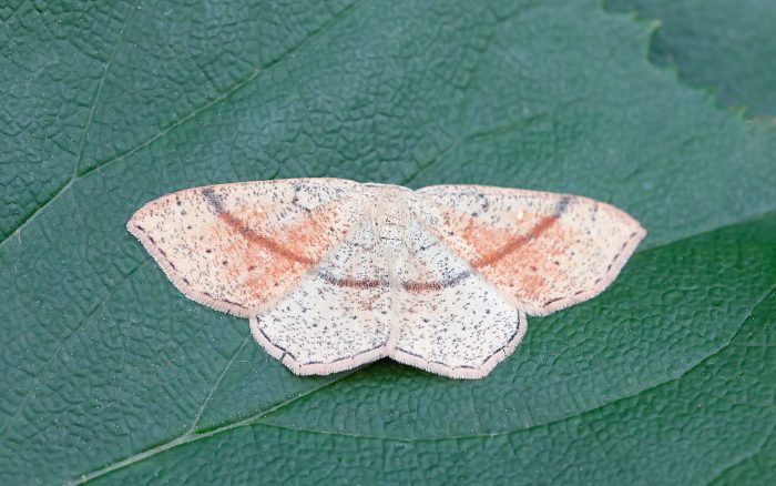 70.036 BF1680 - Maiden's Blush - Geometridae - Cyclophora punctaria