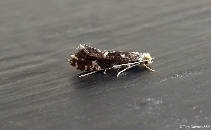 Nemapogon wolffiella