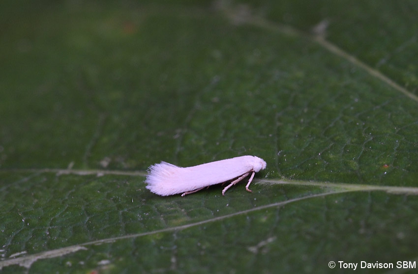 5.001 BF119 - Opostegidae - Oposteginae - Opostega salaciella