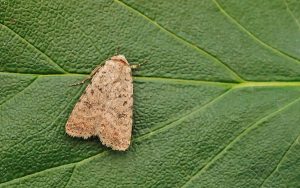 73.095 BF2389 - Pale Mottled Willow - Noctuidae - Caradrina clavipalpis
