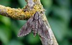 69.007 BF1978 – Pine Hawk-moth (Sphinx pinastri)