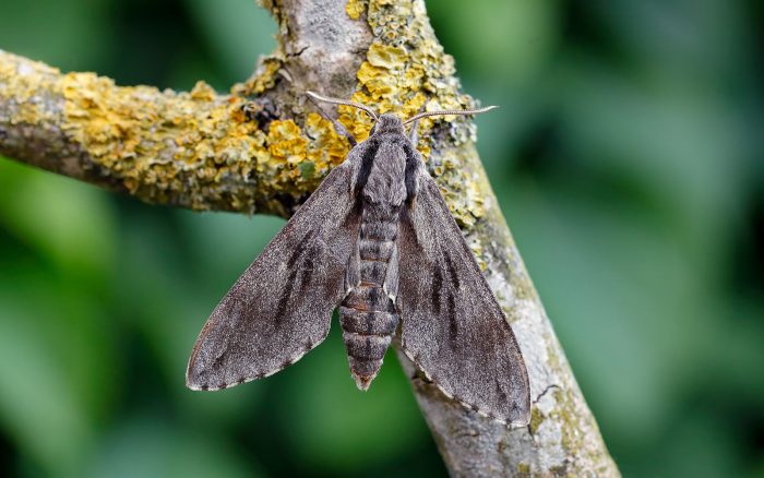 Pine Hawk Moth - Tony Davison