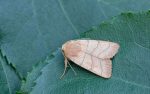 Treble Lines - Noctuidae - Charanyca trigrammica