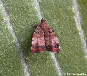 Choreutis pariana