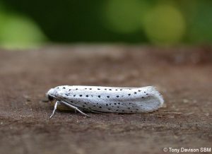 Yponomeuta evonymella – Bird-cherry Ermine
