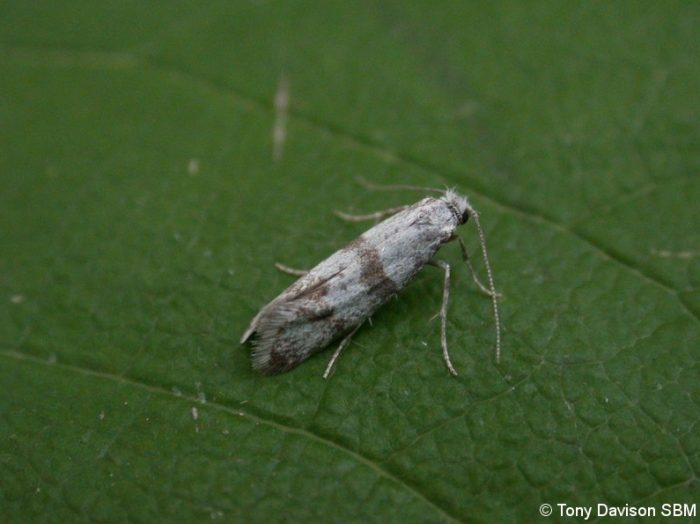 25.001 BF450 - Scythropiidae - Scythropia crataegella - Hawthorn Moth