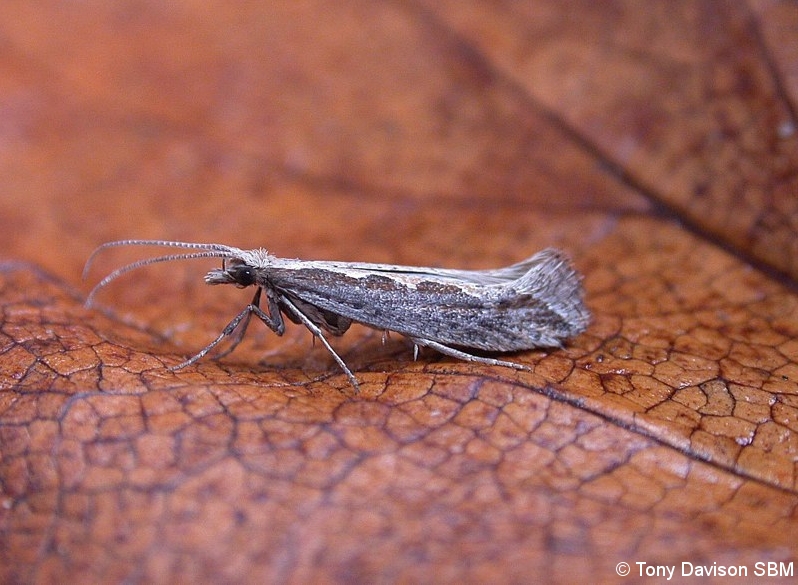 18.001 BF464 - Plutellidae - Plutella xylostella