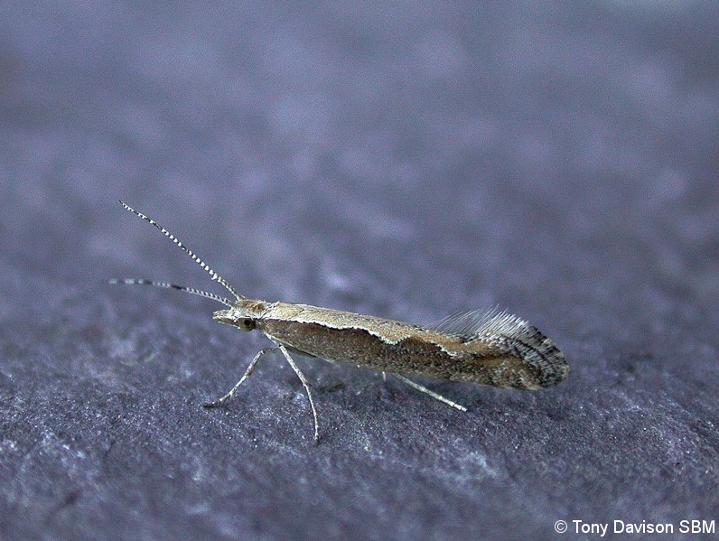 18.001 BF464 - Plutellidae - Plutella xylostella