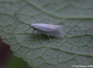 elachista argentella