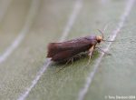 28.014 BF642 - Oecophoridae - Oecophorinae - Crassa unitella - Tony Davison