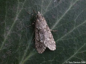 29.001 BF663 - Chimabachidae - Diurnea fagella