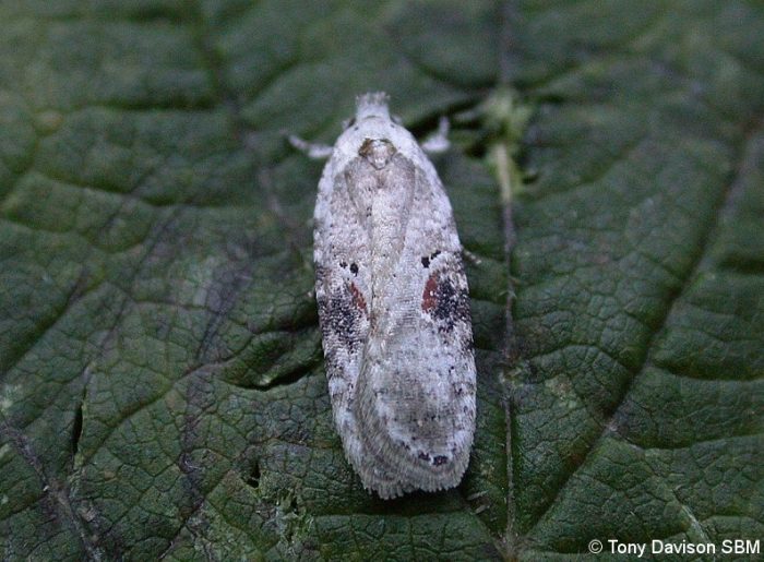 agonopterix alstromeriana.