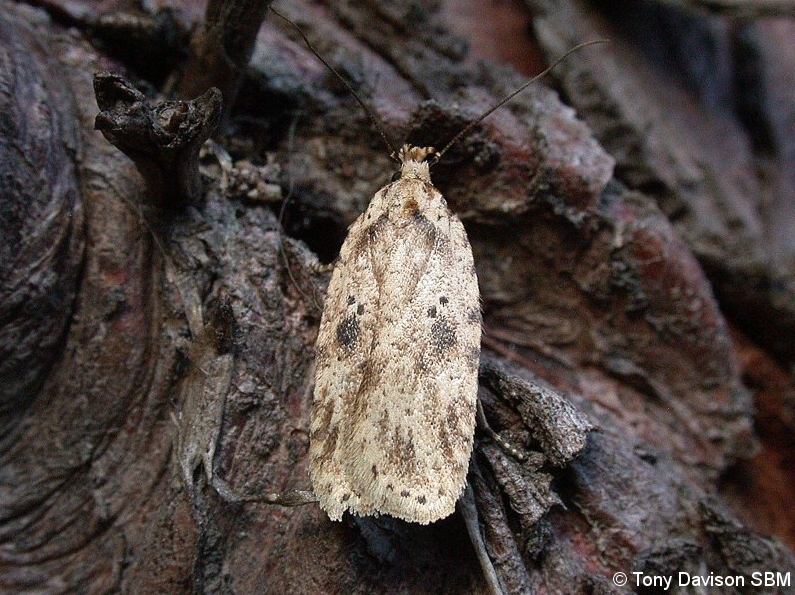 32.017 BF697 - Depressariidae - Depressariinae - Agonopterix arenella