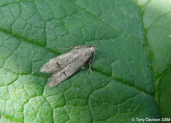 35.141 BF765 - Gelechiidae - Gelechiinae - Teleiodes vulgella