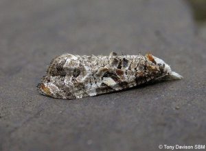 49.095 BF925 - Tortricidae - Tortricinae - Phtheochroa rugosana