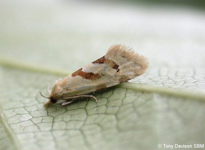 49.120 BF947 - Tortricidae - Tortricinae - Aethes smeathmanniana