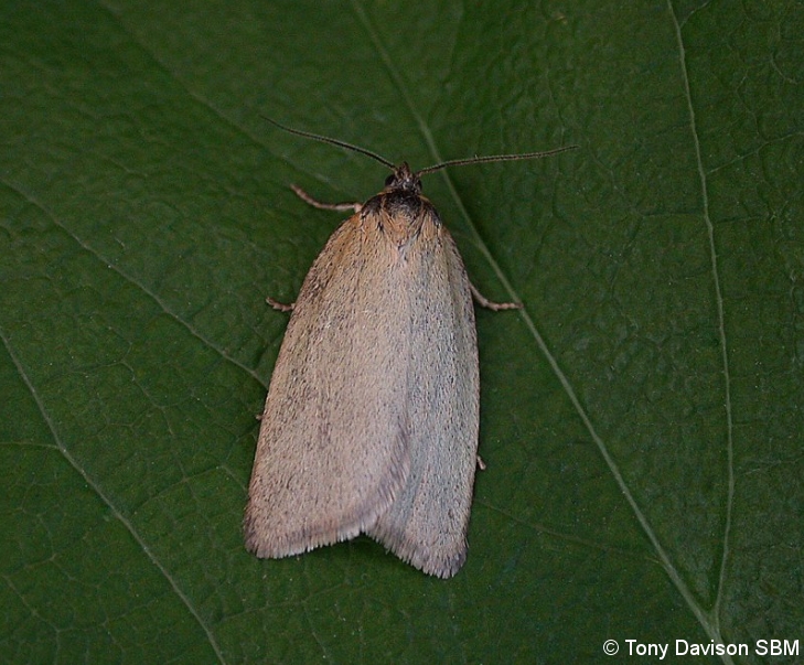 49.031 BF989 - Tortricidae - Tortricinae - Zelotherses paleana - Tony Davison