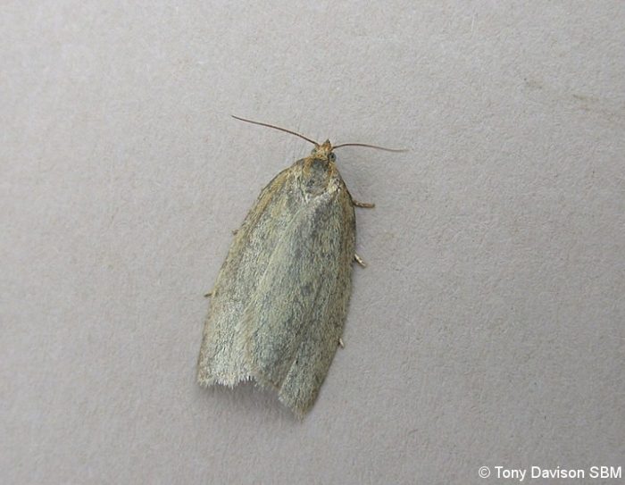 49.031 BF989 - Tortricidae - Tortricinae - Zelotherses paleana - Tony Davison