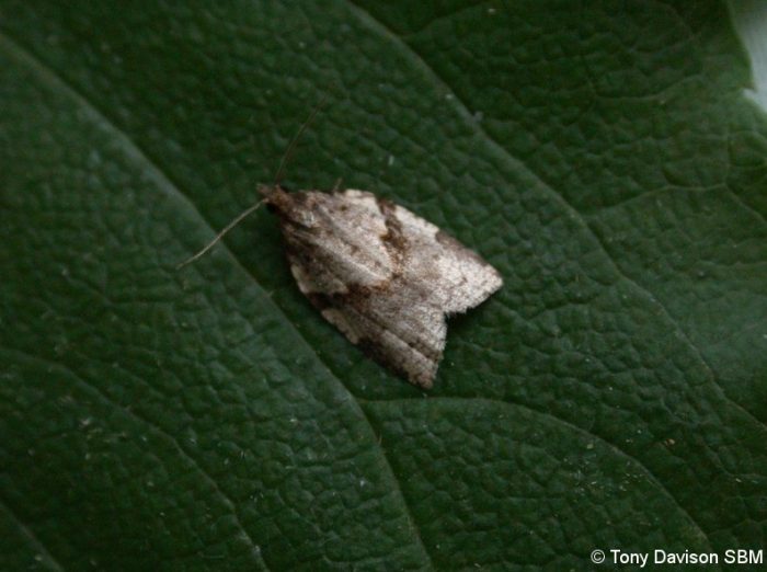 49.037 BF993 - Tortricidae - Tortricinae - Clepsis spectrana