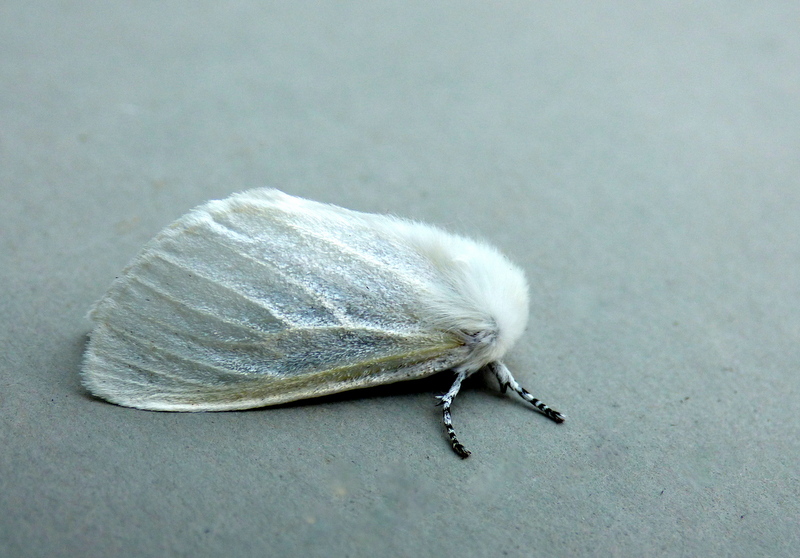 72.009 BF2031 - White Satin Moth - Erebidae - Leucoma salicis