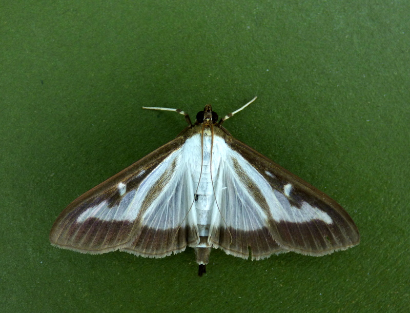 63.054 BF1409a - Crambidae - Spilomelinae - Cydalima perspectalis