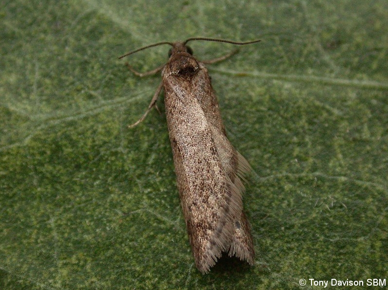 49.044 BF1025 - Tortricidae - Tortricinae - Tortricodes alternella