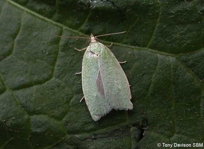 49.059 BF1033 - Tortricidae - Tortricinae - Tortrix viridana