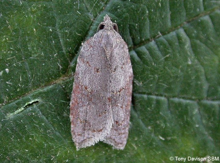 49.069 BF1041 - Tortricidae - Tortricinae - Acleris sparsana