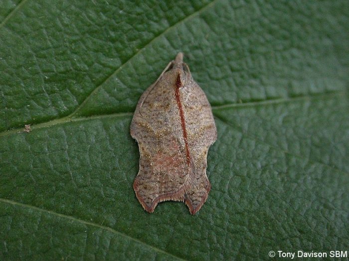 Acleris emargana - 17th July 2020 - Kings Newton - Will Soar
