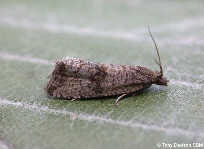 Celypha striana - Melbourne - Tony Davison