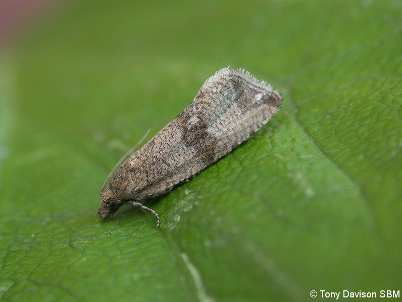 Celypha striana - Melbourne - Tony Davison