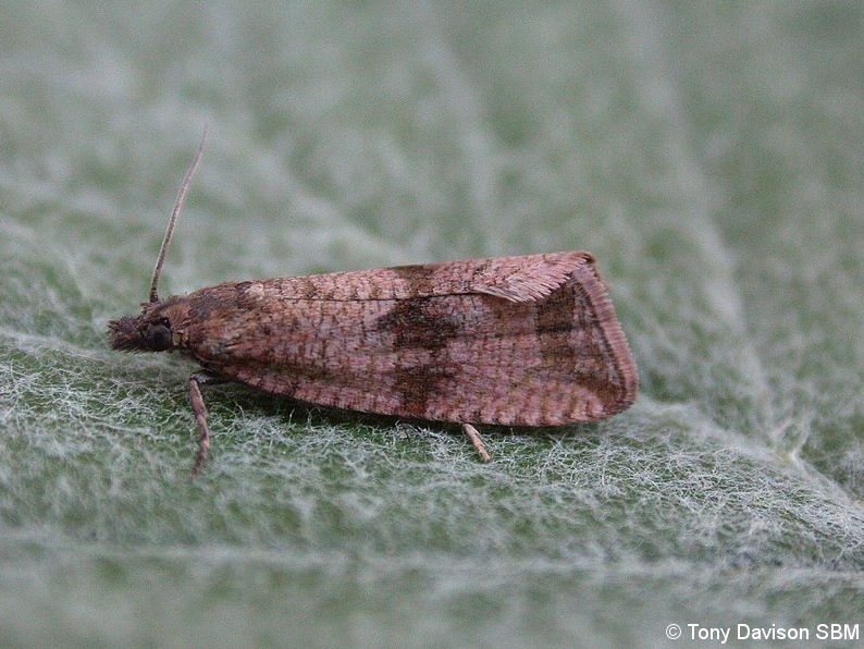 Celypha striana - Melbourne - Tony Davison