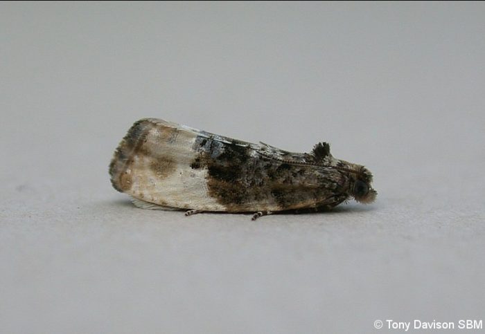 49.156 BF1083 - Tortricidae - Olethreutinae - Hedya nubiferana