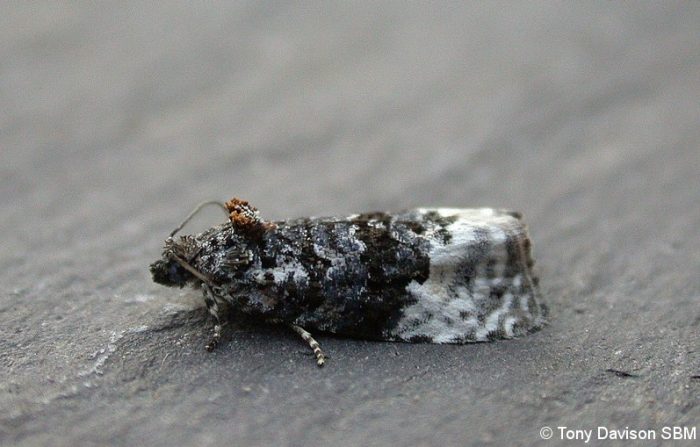 Apotomis betuletana