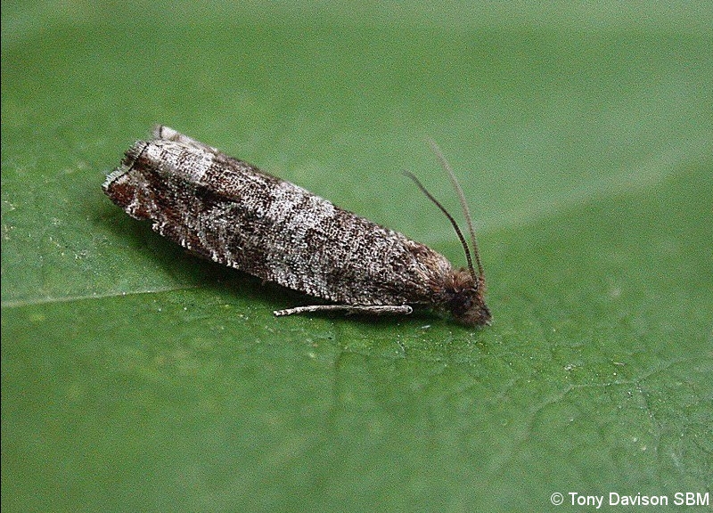 49.215 BF1115 - Tortricidae - Olethreutinae - Ancylis achatana