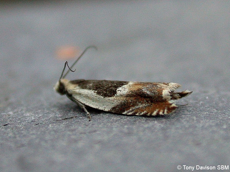 49.214 BF1126 - Tortricidae - Olethreutinae - Ancylis badiana